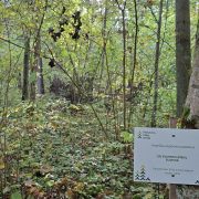 Žolių turtingi eglynai – miškas, kuriame telpa daugiau nei eglės