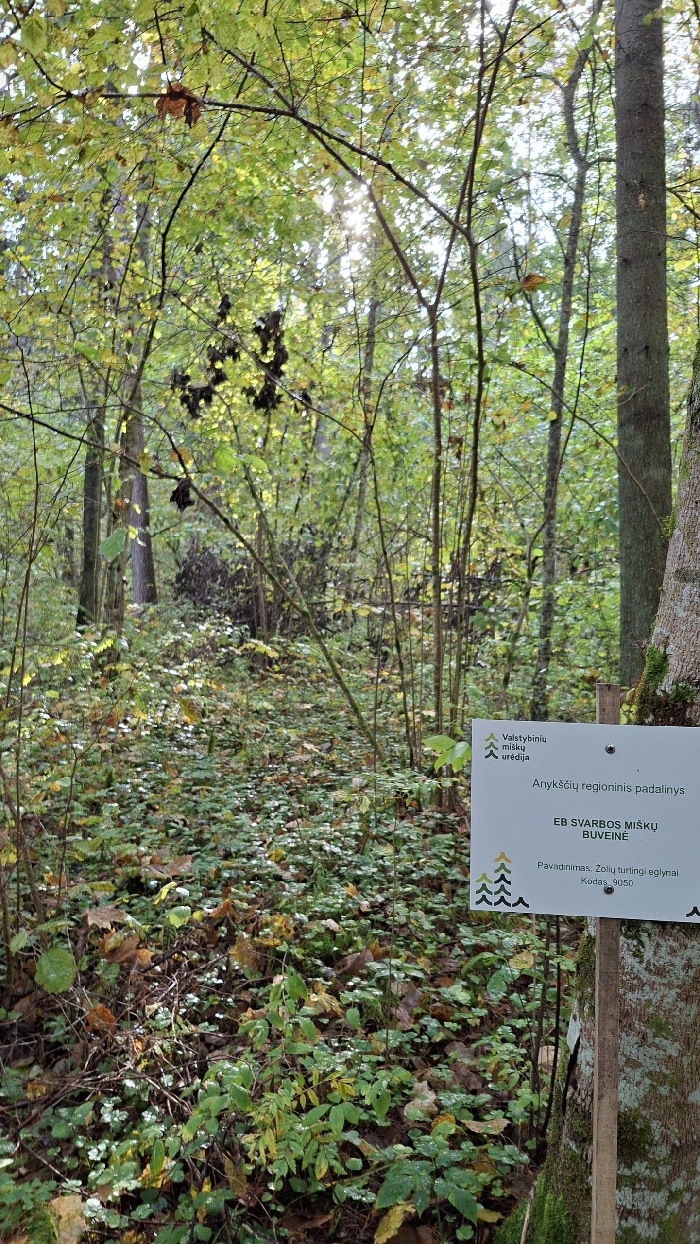 Žolių turtingi eglynai – miškas, kuriame telpa daugiau nei eglės