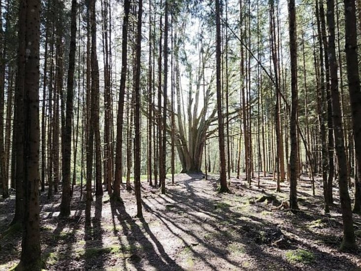 Palaikykime ąžuolą rinkimuose!