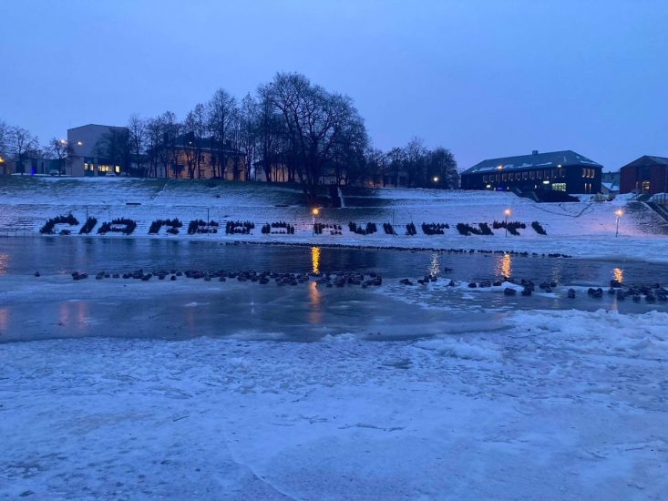Kokie vandens paukščiai žiemoja Anykščių regioniniame parke?