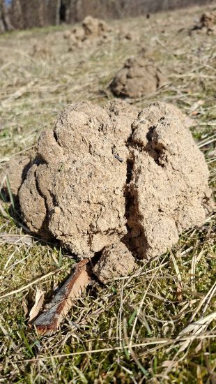 Kurmis – požeminis gamtos inžinierius