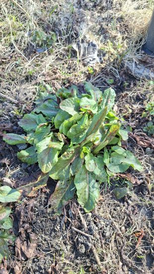 Atpažinkime invazines rūšis dar pavasarį: tankiažiedė rūgštynė (Rumex confertus)