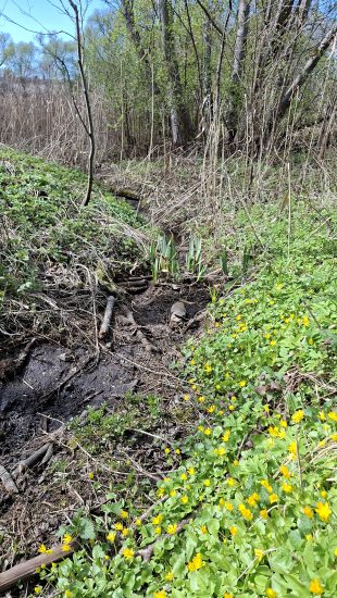 Vilkdalgiai – buveinės formavimo rūšis