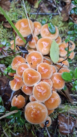 Grybai – nematomi miško dirvožemio kūrėjai