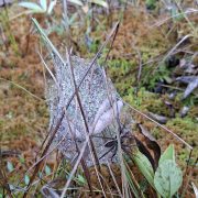 Bobų vasara – vorų ir voratinklių metas